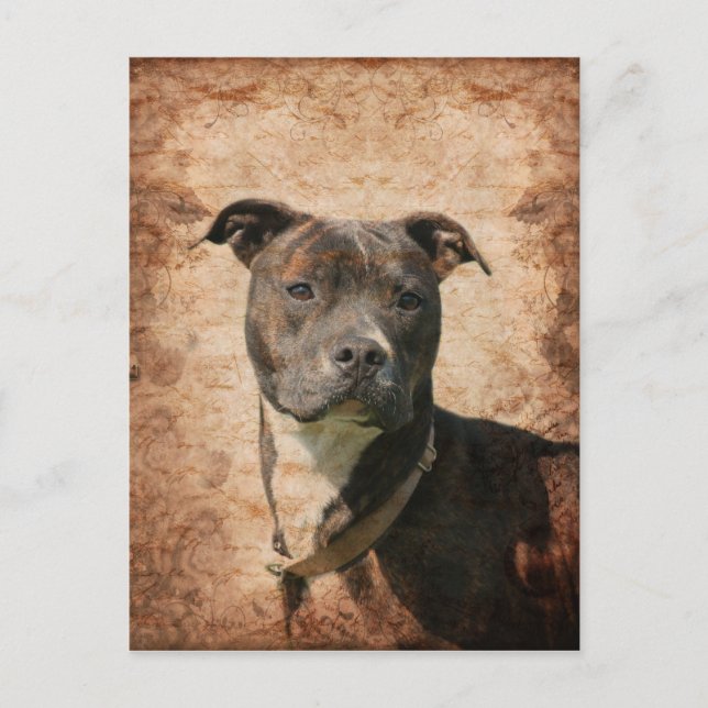 Carte Postale Grunge Pit Bull Terrier (Devant)