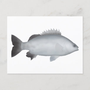 Carte Postale Grunter de Welsh