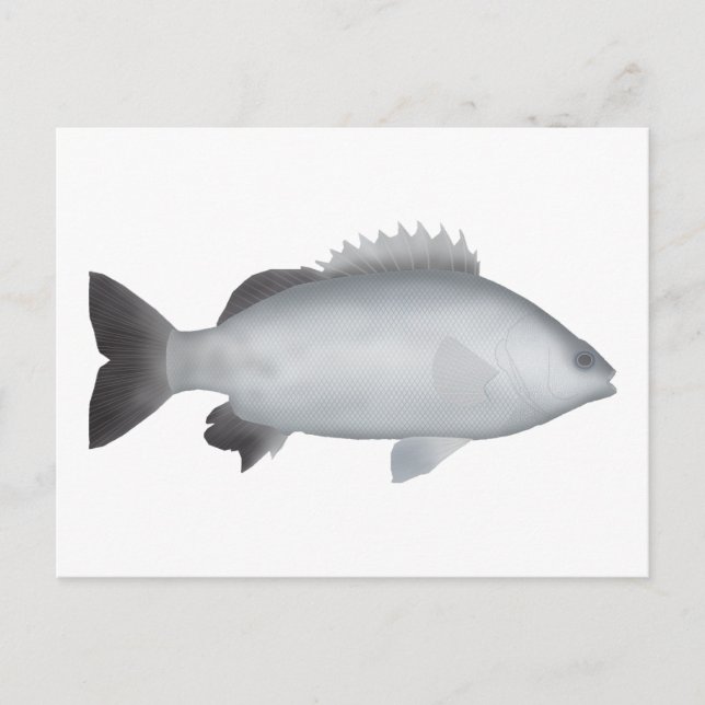 Carte Postale Grunter de Welsh (Devant)