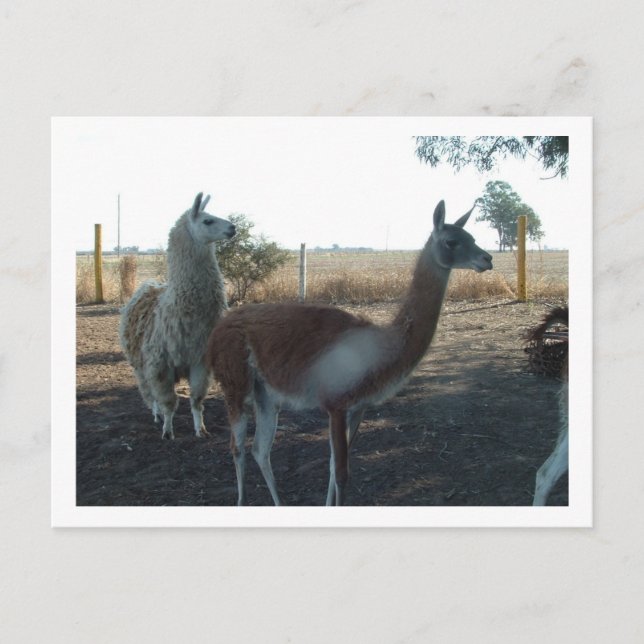 Carte Postale guanaco et llama (Devant)