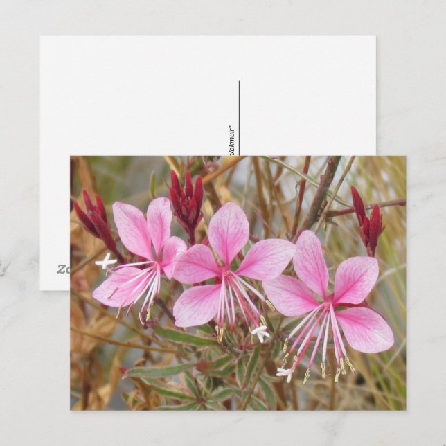 Carte postale - Guara rose (Devant / Derrière)