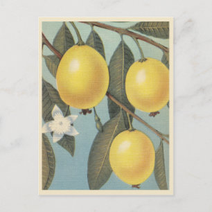 Carte Postale Guava vintage