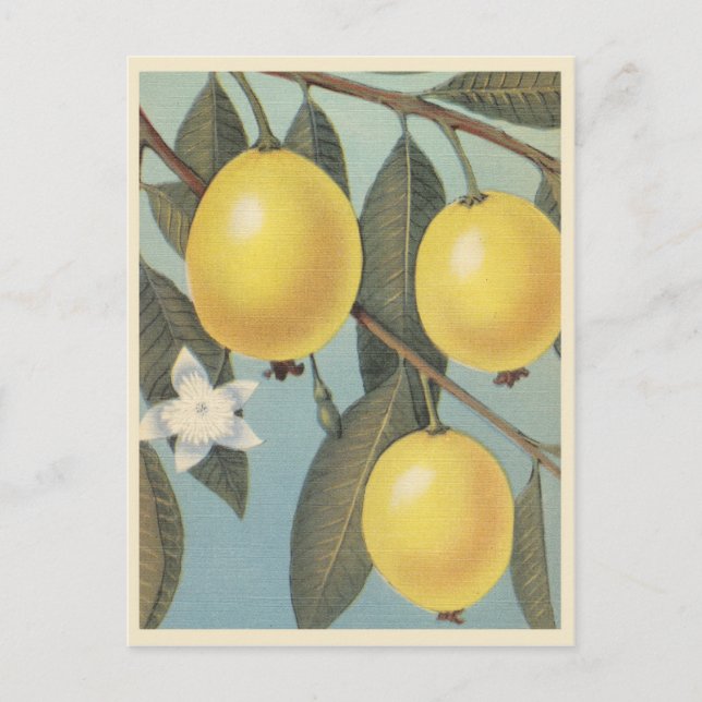 Carte Postale Guava vintage (Devant)