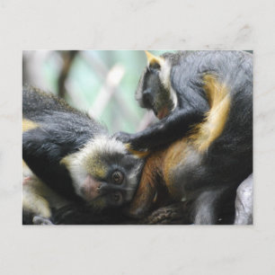 Carte postale Guenon Monkeys