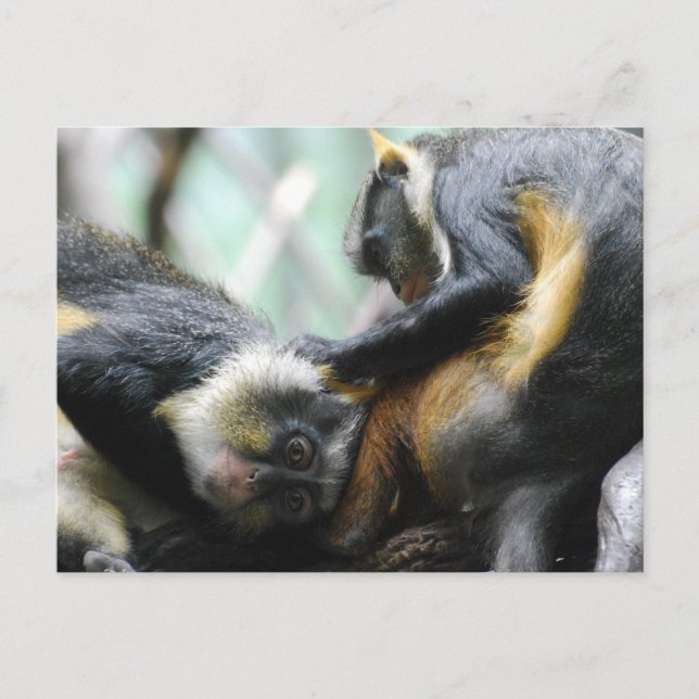 Carte postale Guenon Monkeys (Devant)