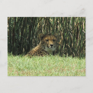 Carte Postale guépard