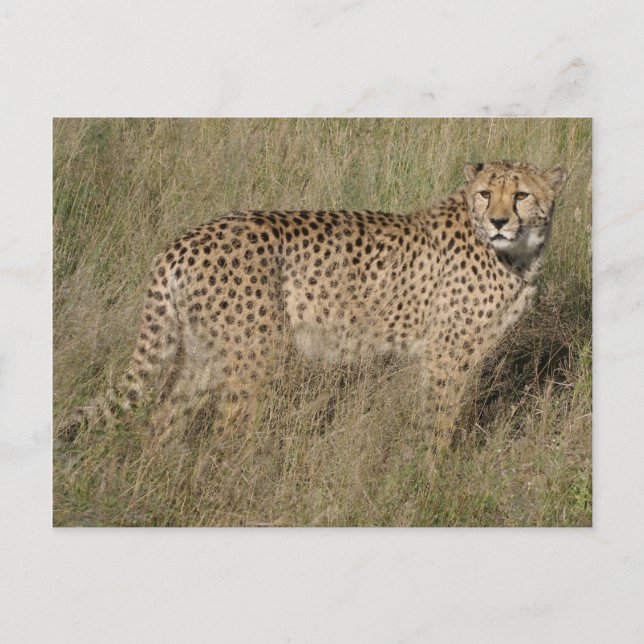 Carte Postale Guépard (Devant)