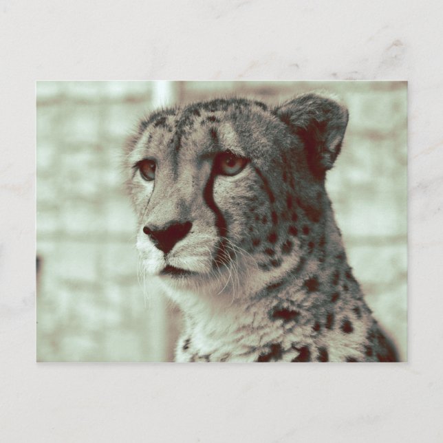 Carte Postale guépard (Devant)