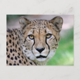 Carte Postale Guépard 009