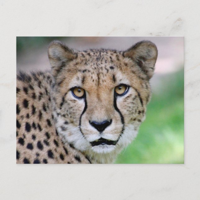 Carte Postale Guépard 009 (Devant)