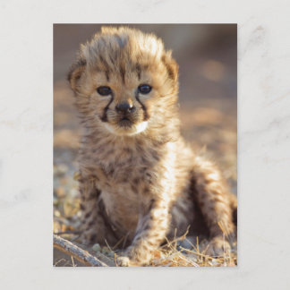 Carte Postale Guépard 19 jours petit mâle