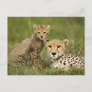 Carte Postale Guépard, Acinonyx jubatus, avec un petit