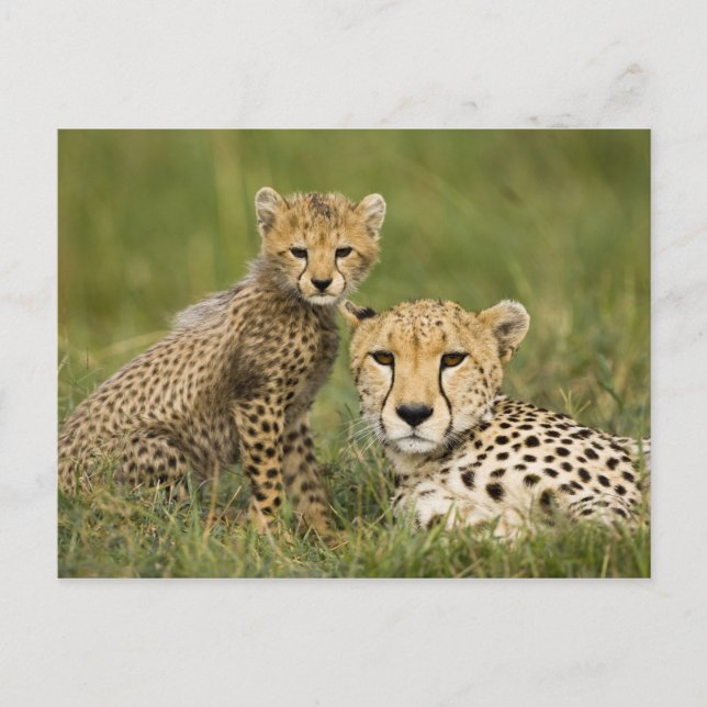 Carte Postale Guépard, Acinonyx jubatus, avec un petit (Devant)