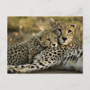 Carte Postale Guépard, Acinonyx jubatus, avec un petit dans le M