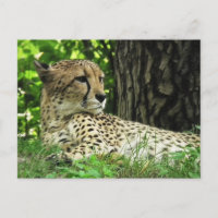 Guépard (Acinonyx Jubatus) Dans La Jungle
