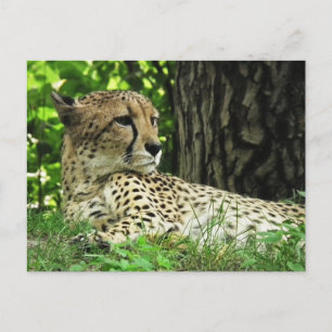 Carte Postale Guépard (Acinonyx Jubatus) Dans La Jungle