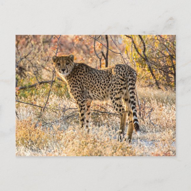 Carte Postale Guépard regardant autour (Devant)