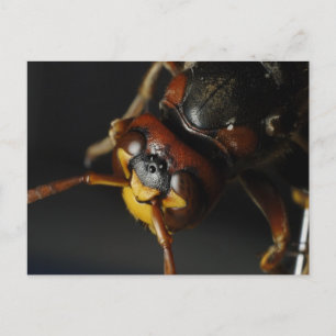 Carte Postale Guêpe