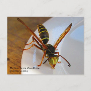Carte Postale Guêpe à papier du Nord ou dorée (P. fuscatus) Mâle