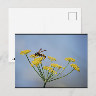 Carte Postale Guêpe pollinisant du fenouil sauvage