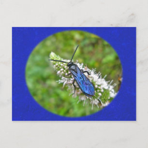 Carte Postale Guêpe scoliide à double bande sur menthe