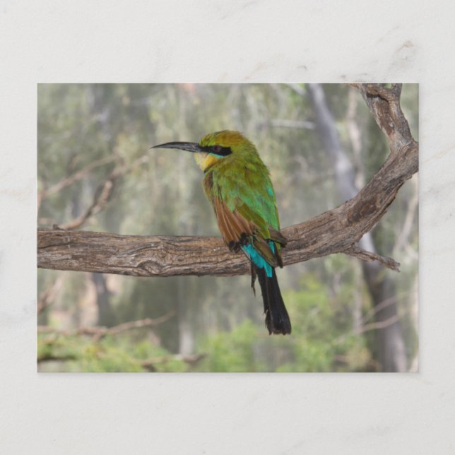 Carte Postale Guêpier arc-en-ciel, Australie (Devant)