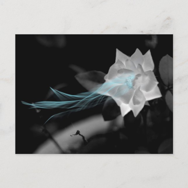 Carte Postale Guérir un Rose du coeur brisé Photo (Devant)