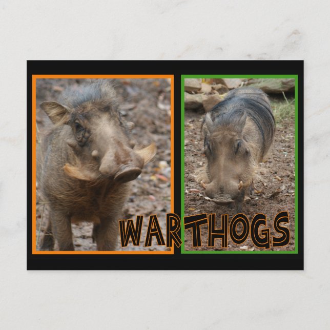 CARTE POSTALE GUERRES - ANIMAUX SAUVAGES (Devant)