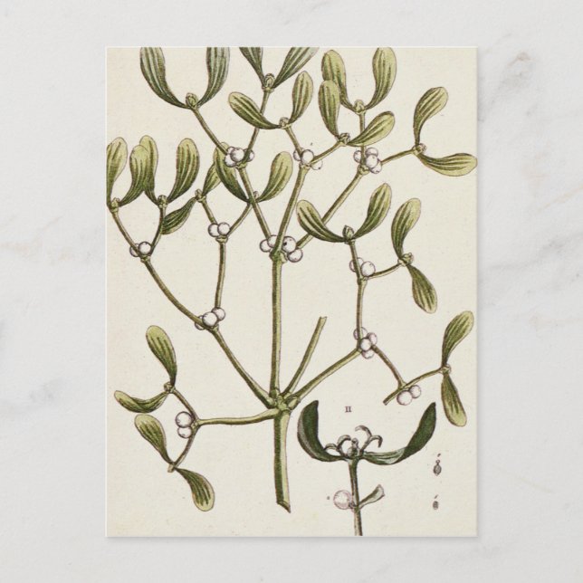 Carte Postale Gui "d'un de fines herbes curieux", 1782 (Devant)