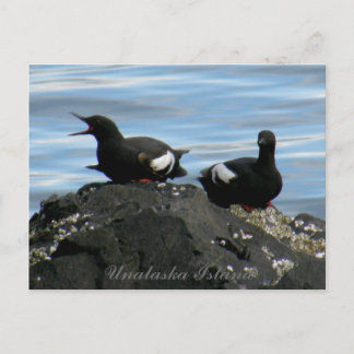 Carte Postale Guillemots sur un rocher, île de l'Unalaska