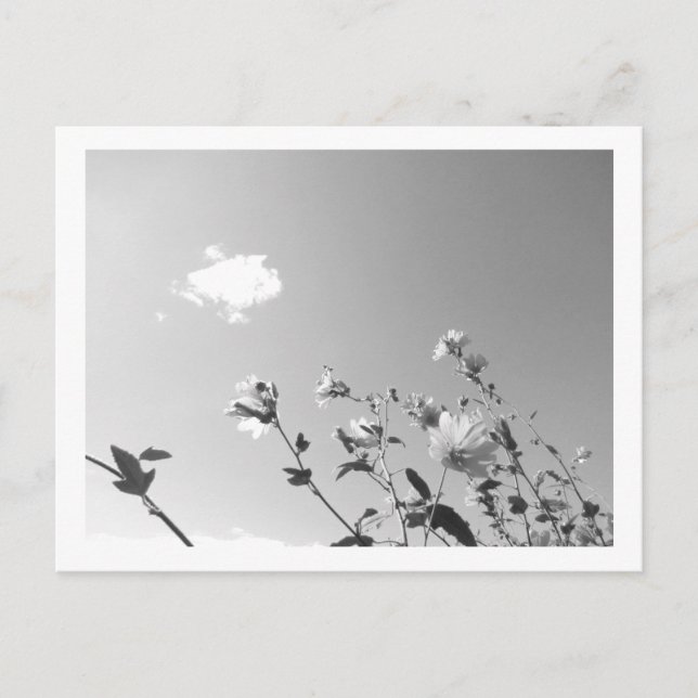 Carte Postale Guimauve arborescente en fleurs (Devant)
