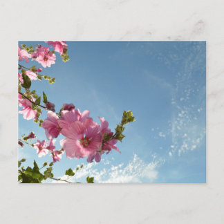Carte Postale Guimauve arborescente en fleurs et ciel d'été
