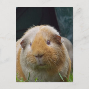 Carte Postale Guinea pig