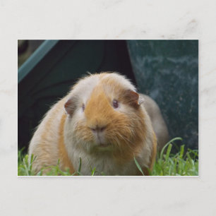 Carte Postale Guinea pig