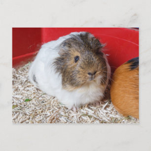 Carte Postale Guinea pig in a cage