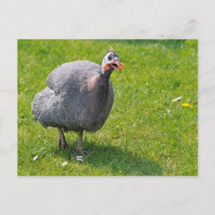 Carte Postale Guineafowl castré sur l'herbe