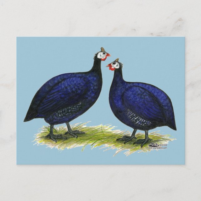 Carte Postale Guineas Royal Purple Pair (Devant)