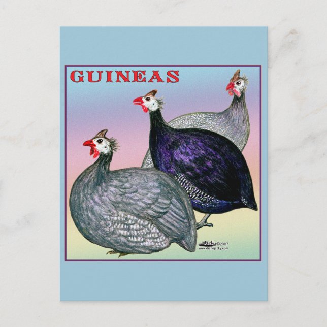 Carte Postale Guineas Trois Fowl (Devant)