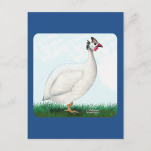 Carte Postale Guinée blanche