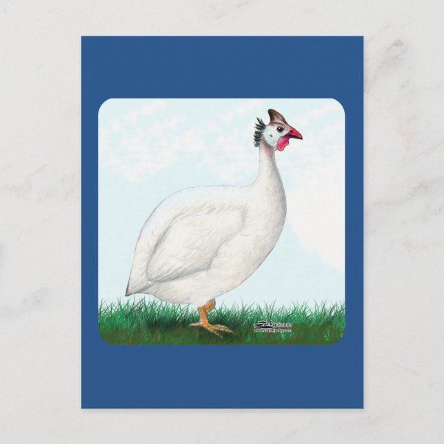 Carte Postale Guinée blanche (Devant)