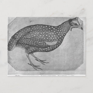 Carte Postale Guinée Fowl, de l'album The Vallardi