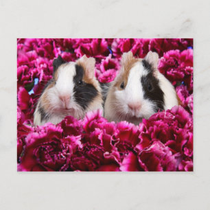 Carte Postale Guinée Pigs in the Flower Bed