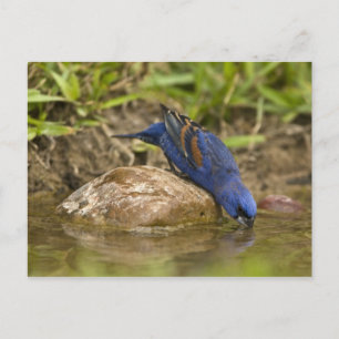 Carte Postale Guiraca bleu buvant dans un étang de jardin,