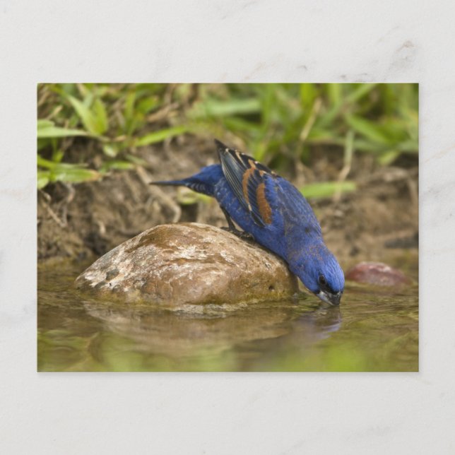Carte Postale Guiraca bleu buvant dans un étang de jardin, (Devant)