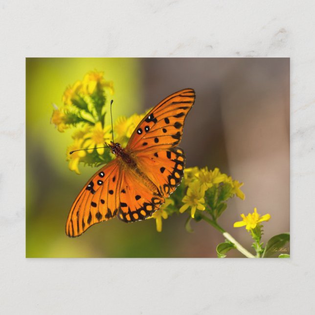 Carte Postale Gulf Fritillary alias Papillon de la Passion sur V (Devant)