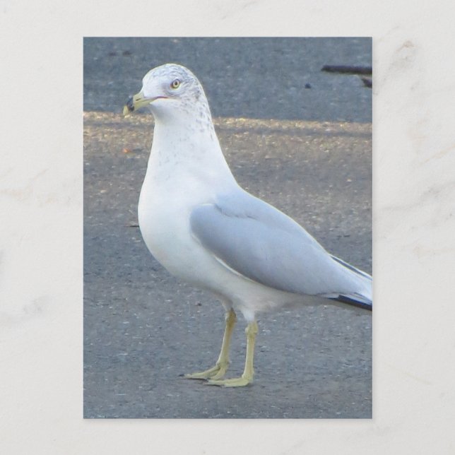 Carte Postale Gull (Devant)