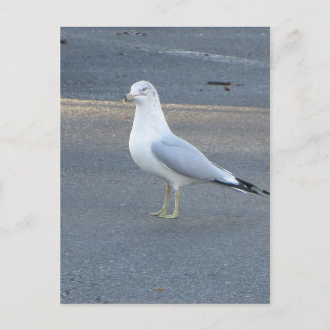 Carte Postale Gull (Devant)