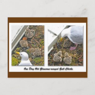 Carte postale Gull Chicks d'un jour