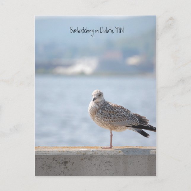 Carte Postale Gull de mer2, Observation d'oiseaux à Duluth, MN (Devant)