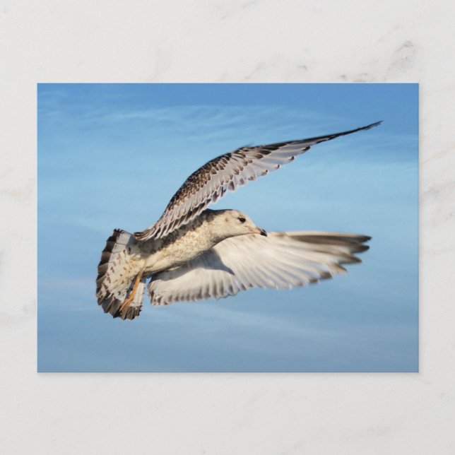 Carte Postale Gull en vol (Devant)